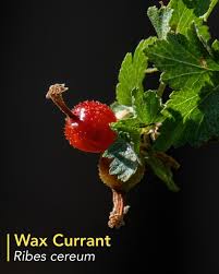 Attēlu rezultāti vaicājumam “Carex viridula fruit”