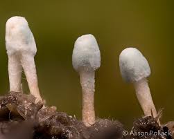 Attēlu rezultāti vaicājumam “Enerthenema papillatum macro”