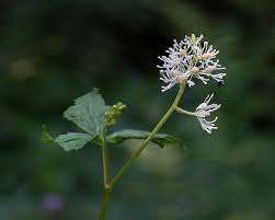 Attēlu rezultāti vaicājumam “Actaea spicata”