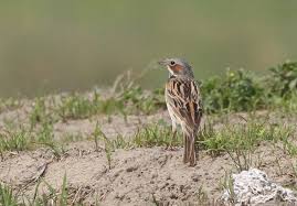 Image result for Emberiza fucata