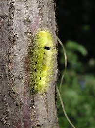 Attēlu rezultāti vaicājumam “Calliteara pudibunda”