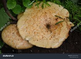 Attēlu rezultāti vaicājumam “Polyporus tuberaster”