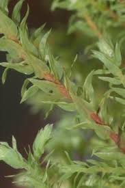 Attēlu rezultāti vaicājumam “Pohlia wahlenbergii var. calcarea”