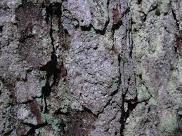 Attēlu rezultāti vaicājumam “Lecanactis abietina”