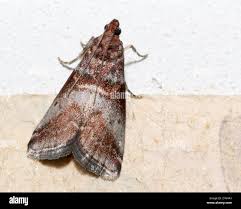 Attēlu rezultāti vaicājumam “Acrobasis advenella”