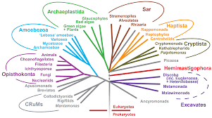 Attēlu rezultāti vaicājumam “Lycogala botrydium young”