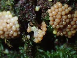 Attēlu rezultāti vaicājumam “Lindbladia tubulina macro”