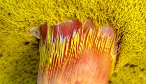 Attēlu rezultāti vaicājumam “Flaviporus citrinellus”