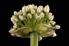 Attēlu rezultāti vaicājumam “Allium cepa”