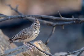 Image result for Galerida cristata