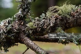 Attēlu rezultāti vaicājumam “Usnea filipendula”