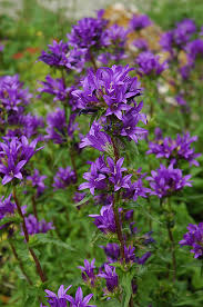 Attēlu rezultāti vaicājumam “Campanula glomerata flower”