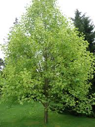 Attēlu rezultāti vaicājumam “Liriodendron tulipifera”