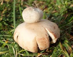 Attēlu rezultāti vaicājumam “Geastrum”