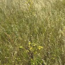 Attēlu rezultāti vaicājumam “Silene borysthenica”