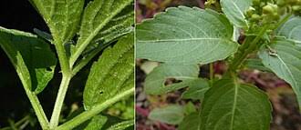 Attēlu rezultāti vaicājumam “Mercurialis perennis fruit”