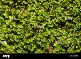 Attēlu rezultāti vaicājumam “Diplophyllum albicans”