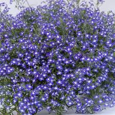 Attēlu rezultāti vaicājumam “Lobelia erinus flower”