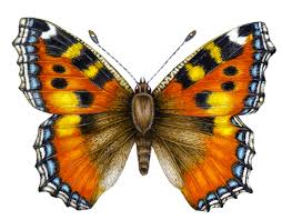 Image result for Small Tortoiseshell