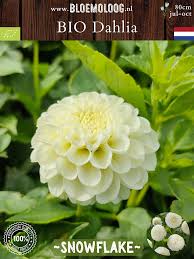 Image result for Dahlia `Snowflake`