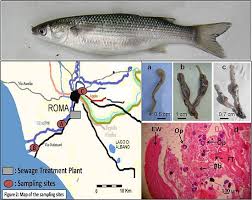 Image result for Chelon ramada