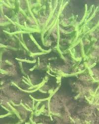 Attēlu rezultāti vaicājumam “Spongilla lacustris”