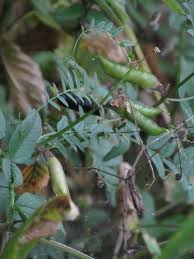 Attēlu rezultāti vaicājumam “Vicia sepium leaf”