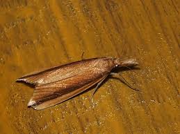 Attēlu rezultāti vaicājumam “Donacaula mucronella”