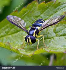 Attēlu rezultāti vaicājumam “Xanthogramma sp.”