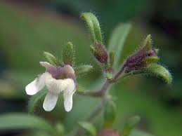 Attēlu rezultāti vaicājumam “Microrrhinum minus leaf”