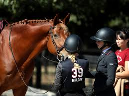 Image result for South Weylands Equestrian