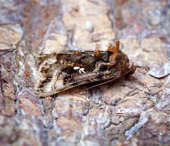 Attēlu rezultāti vaicājumam “Autographa pulchrina”