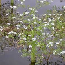 Attēlu rezultāti vaicājumam “Oenanthe aquatica flower”