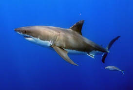 Image result for Carcharias