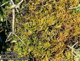 Attēlu rezultāti vaicājumam “Helodium blandowii”