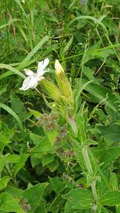 Attēlu rezultāti vaicājumam “Silene latifolia subsp. alba flower”