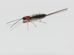 Attēlu rezultāti vaicājumam “Stemonitopsis hyperopta var. landewaldii young”