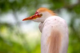 Attēlu rezultāti vaicājumam “Bubulcus ibis”