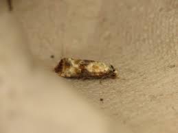 Attēlu rezultāti vaicājumam “Eupoecilia angustana”