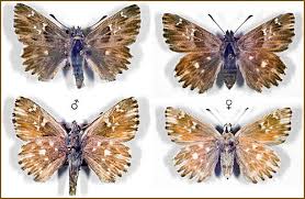 Attēlu rezultāti vaicājumam “Carcharodus floccifera”