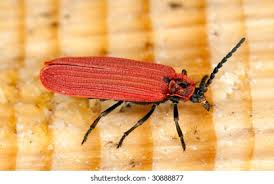 Attēlu rezultāti vaicājumam “Lygistopterus sanguineus”