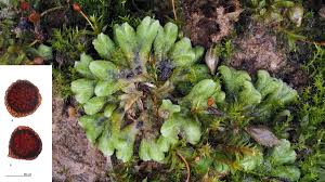 Attēlu rezultāti vaicājumam “Riccia bifurca”