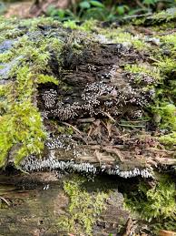 Attēlu rezultāti vaicājumam “Stemonitopsis typhina stalked”