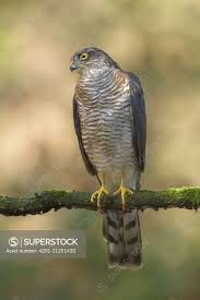 Attēlu rezultāti vaicājumam “Accipiter nisus”