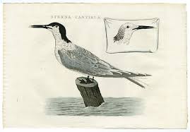 Attēlu rezultāti vaicājumam “Sterna sandvicensis”