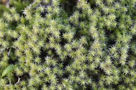 Attēlu rezultāti vaicājumam “Racomitrium canescens sporophyte”