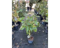 Image result for Solent Viragos