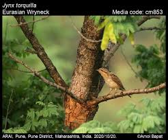 Attēlu rezultāti vaicājumam “Jynx torquilla adult”
