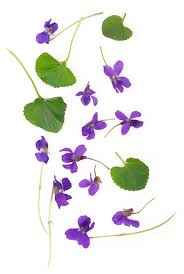 Attēlu rezultāti vaicājumam “Viola odorata leaf”