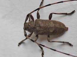 Attēlu rezultāti vaicājumam “Acanthocinus aedilis”